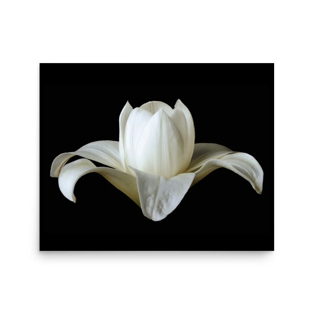 enhanced-matte-paper-poster-(in)-16x20-front-6a88ba9e2a7ff.jpg
