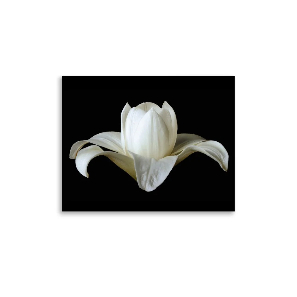 enhanced-matte-paper-poster-(in)-11x14-front-6a88ba9e2b211.jpg