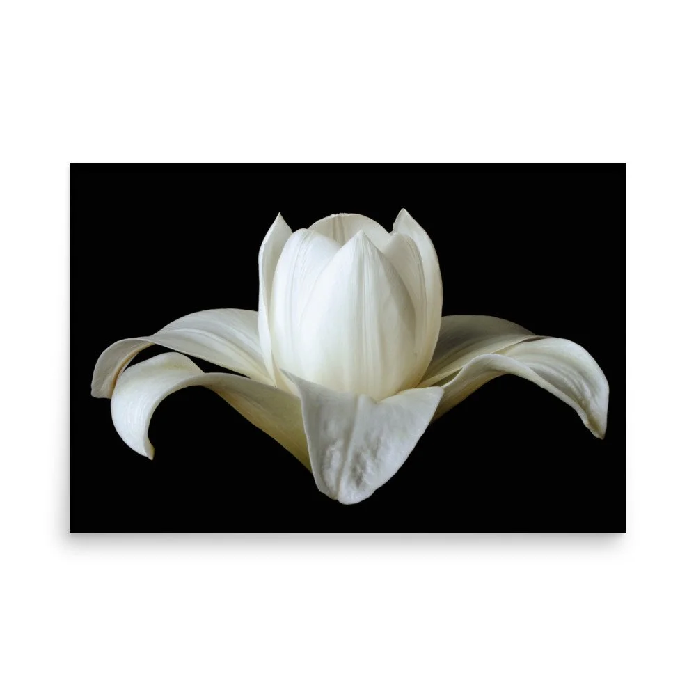 enhanced-matte-paper-poster-(in)-24x36-front-6a88ba9e2b282.jpg