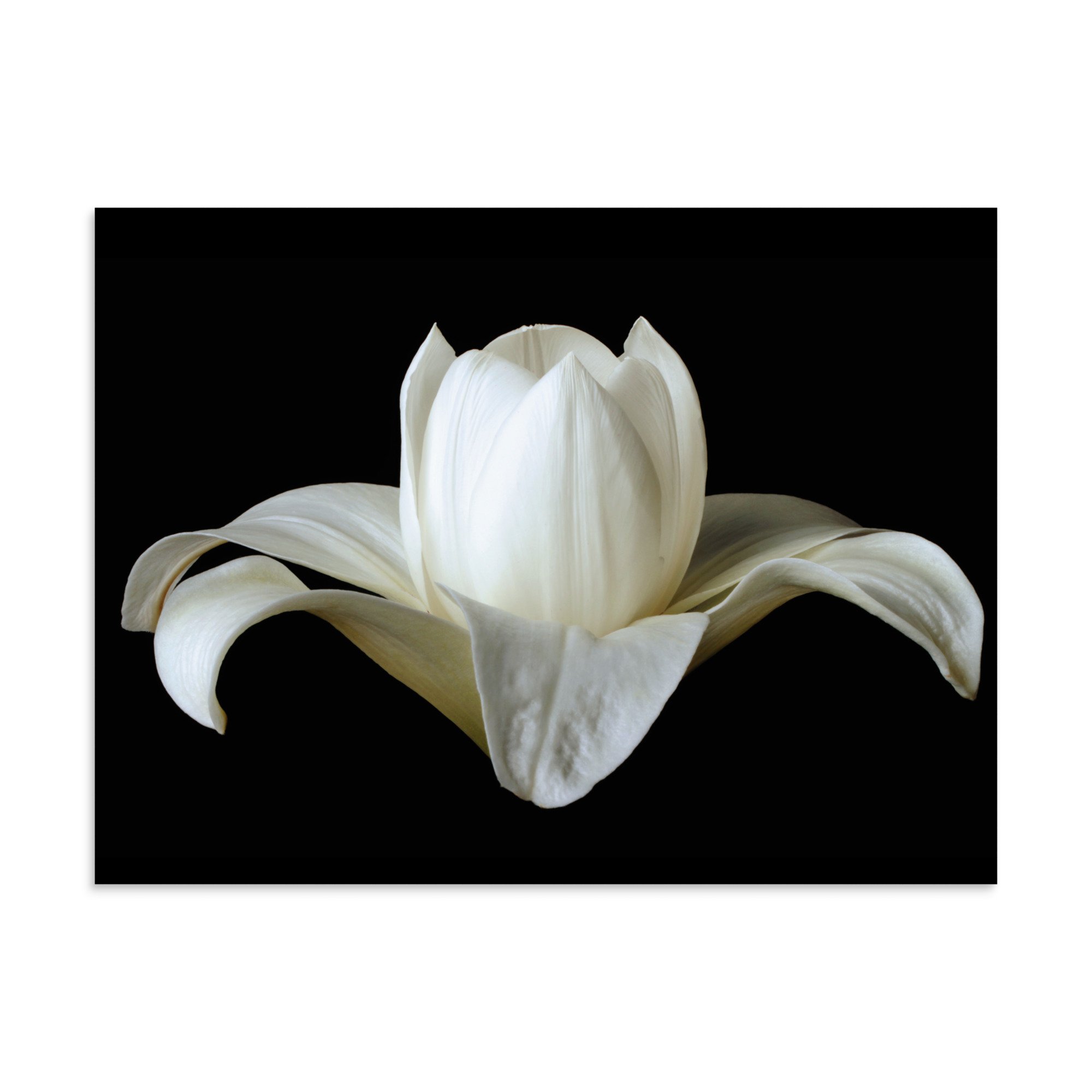 enhanced-matte-paper-poster-(in)-30x40-front-6a88ba9e2b2bb.jpg