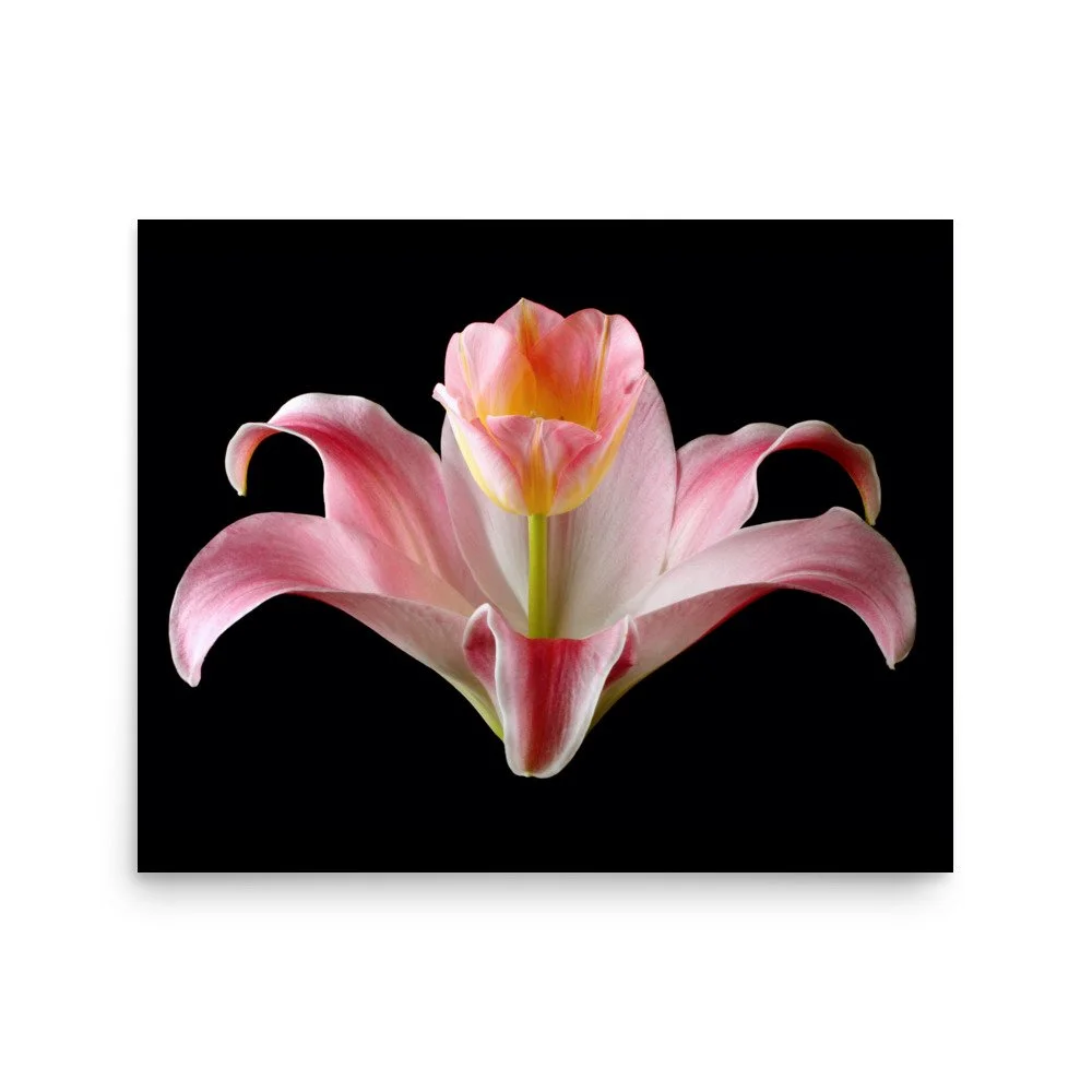 enhanced-matte-paper-poster-(in)-16x20-front-6a88ed0880598.jpg