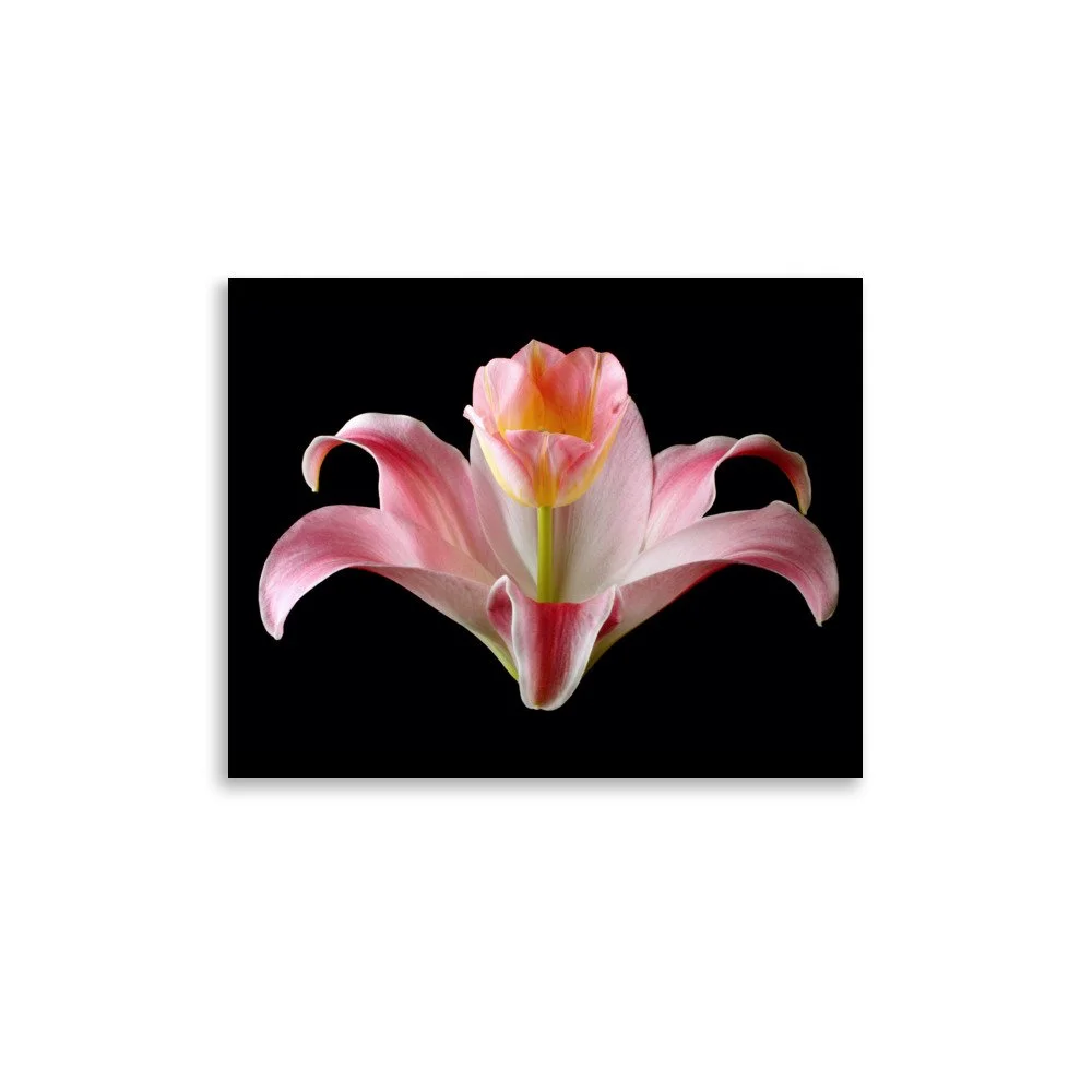 enhanced-matte-paper-poster-(in)-11x14-front-6a88ed0880dca.jpg
