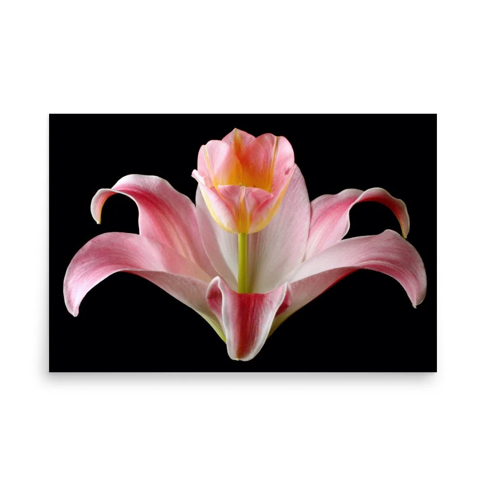 enhanced-matte-paper-poster-(in)-24x36-front-6a88ed0880e3a.jpg