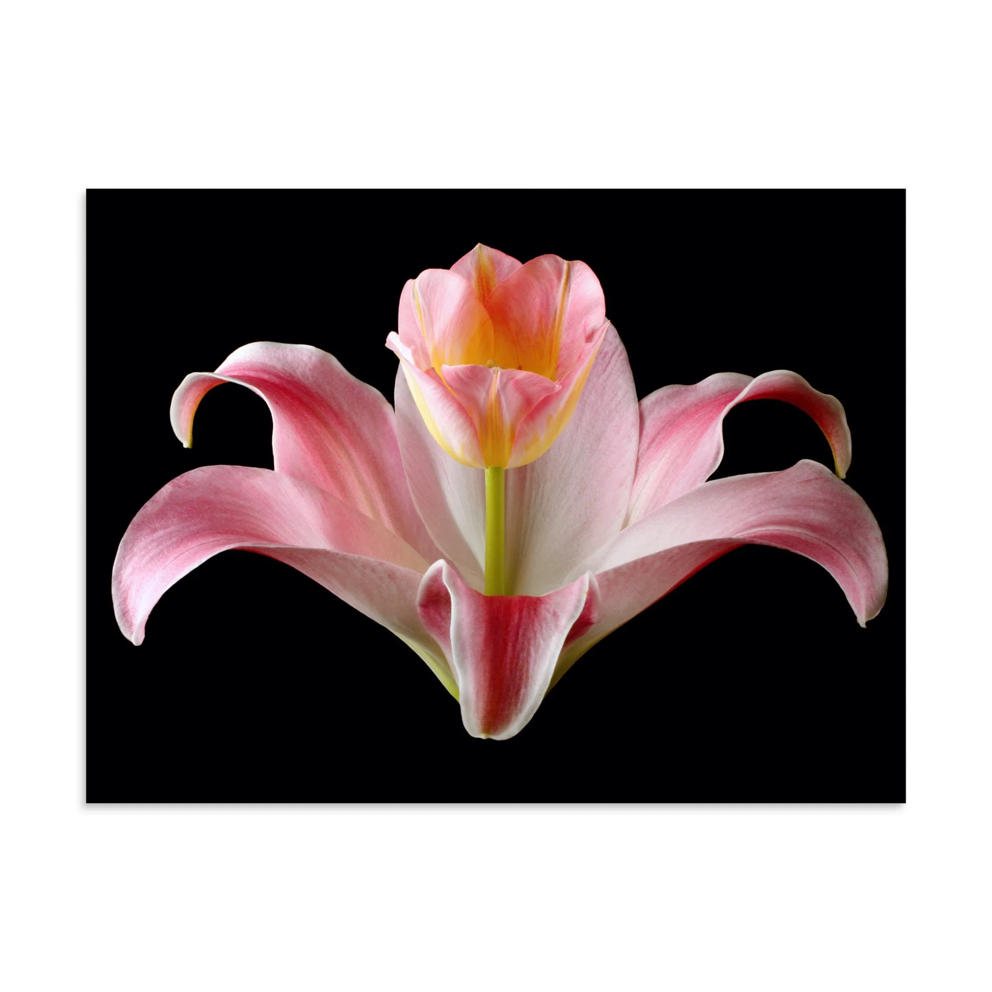 enhanced-matte-paper-poster-(in)-30x40-front-6a88ed0880e74.jpg