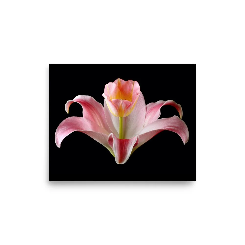 enhanced-matte-paper-poster-(in)-8x10-front-6a88ed0880ec2.jpg