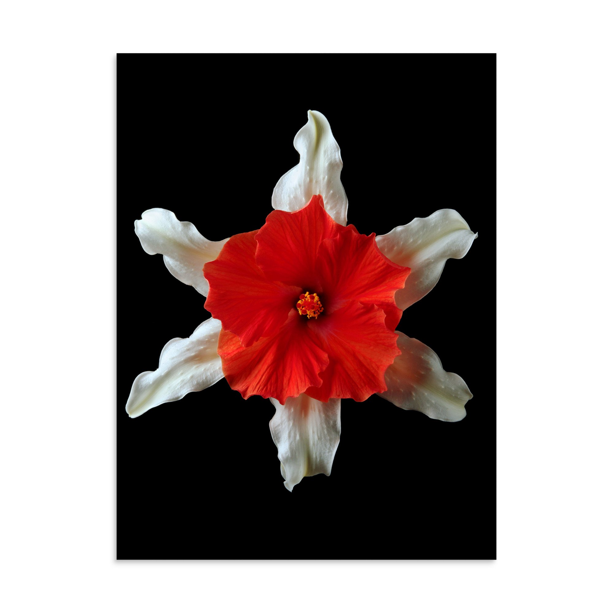 enhanced-matte-paper-poster-(in)-30x40-front-6a89aba0206d5.jpg