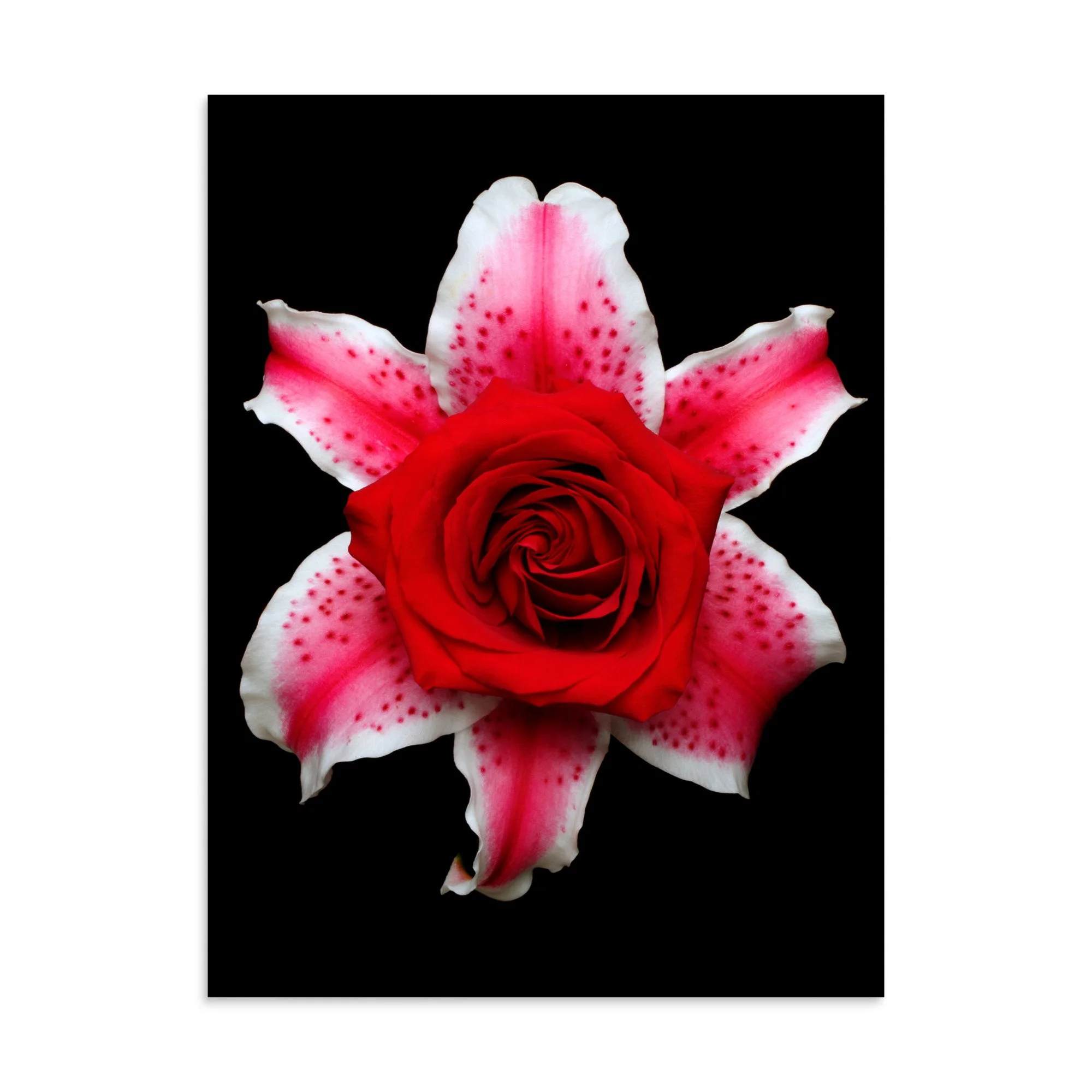 enhanced-matte-paper-poster-(in)-30x40-front-6a89d2fba9fa3.jpg