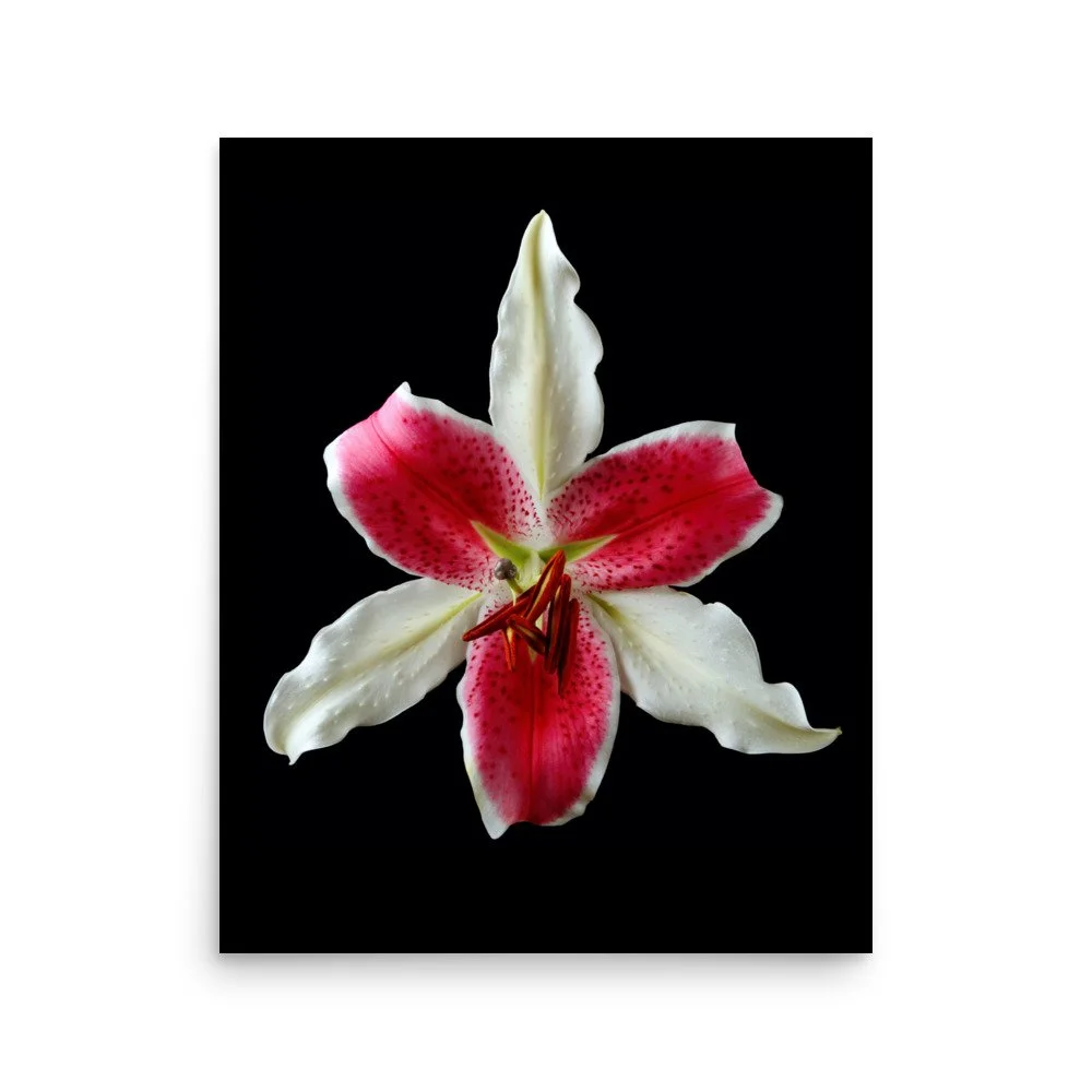 enhanced-matte-paper-poster-(in)-16x20-front-6a8a006cce590.jpg