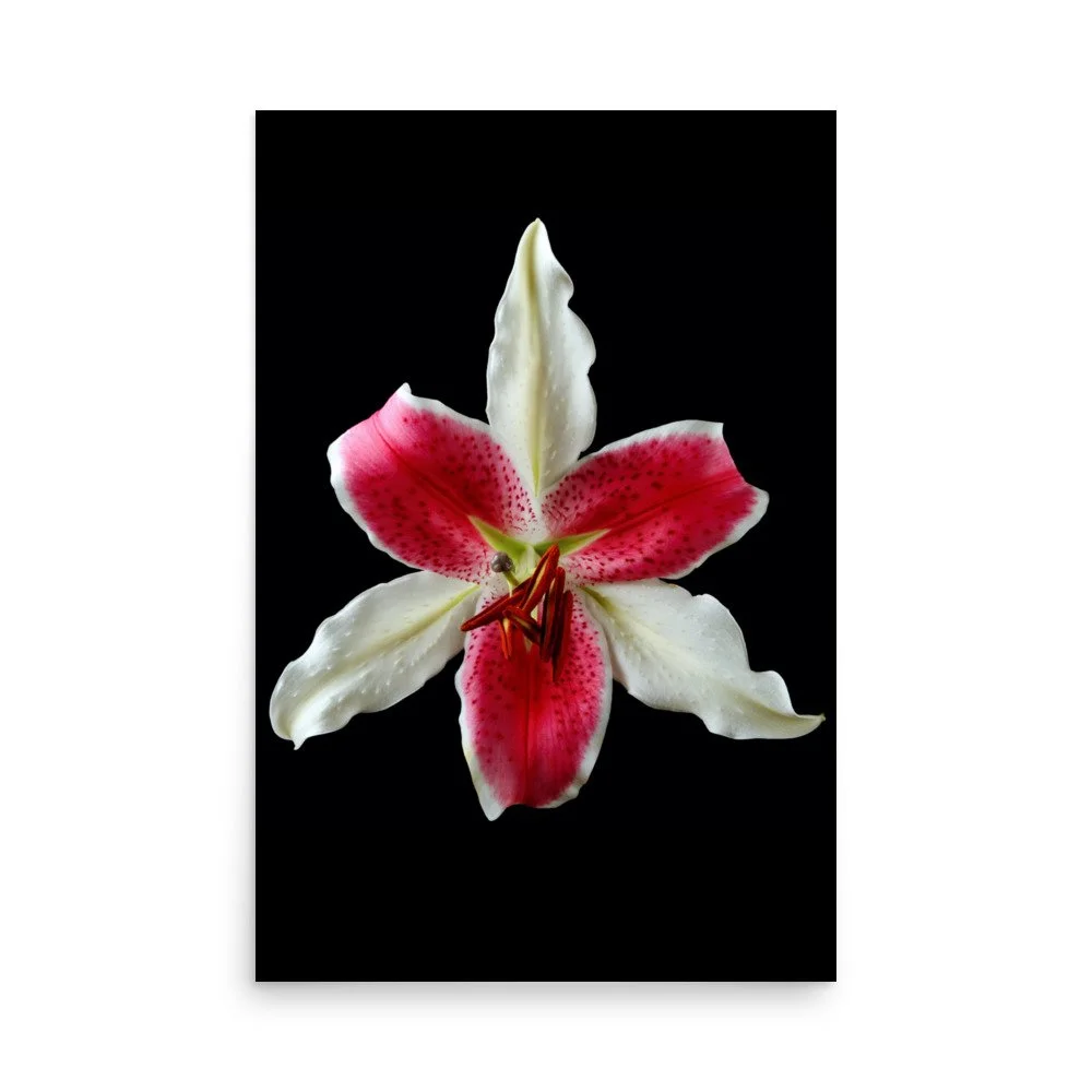 enhanced-matte-paper-poster-(in)-24x36-front-6a8a006ccf0a3.jpg