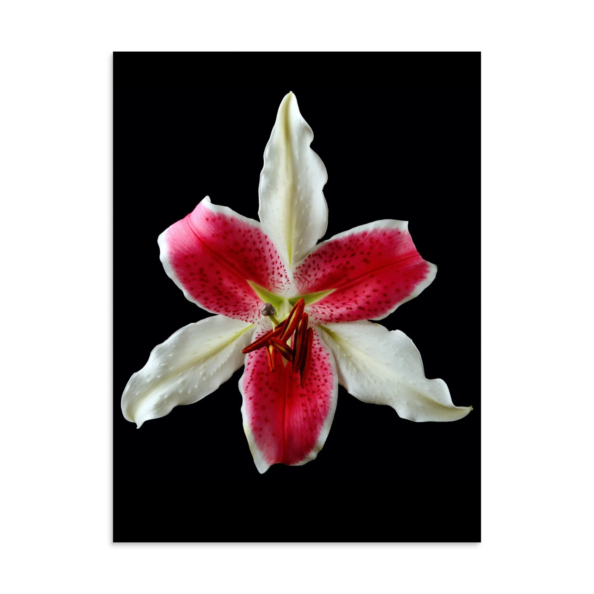 enhanced-matte-paper-poster-(in)-30x40-front-6a8a006ccf112.jpg
