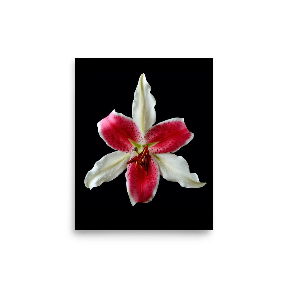 enhanced-matte-paper-poster-(in)-8x10-front-6a8a006ccf1a3.jpg