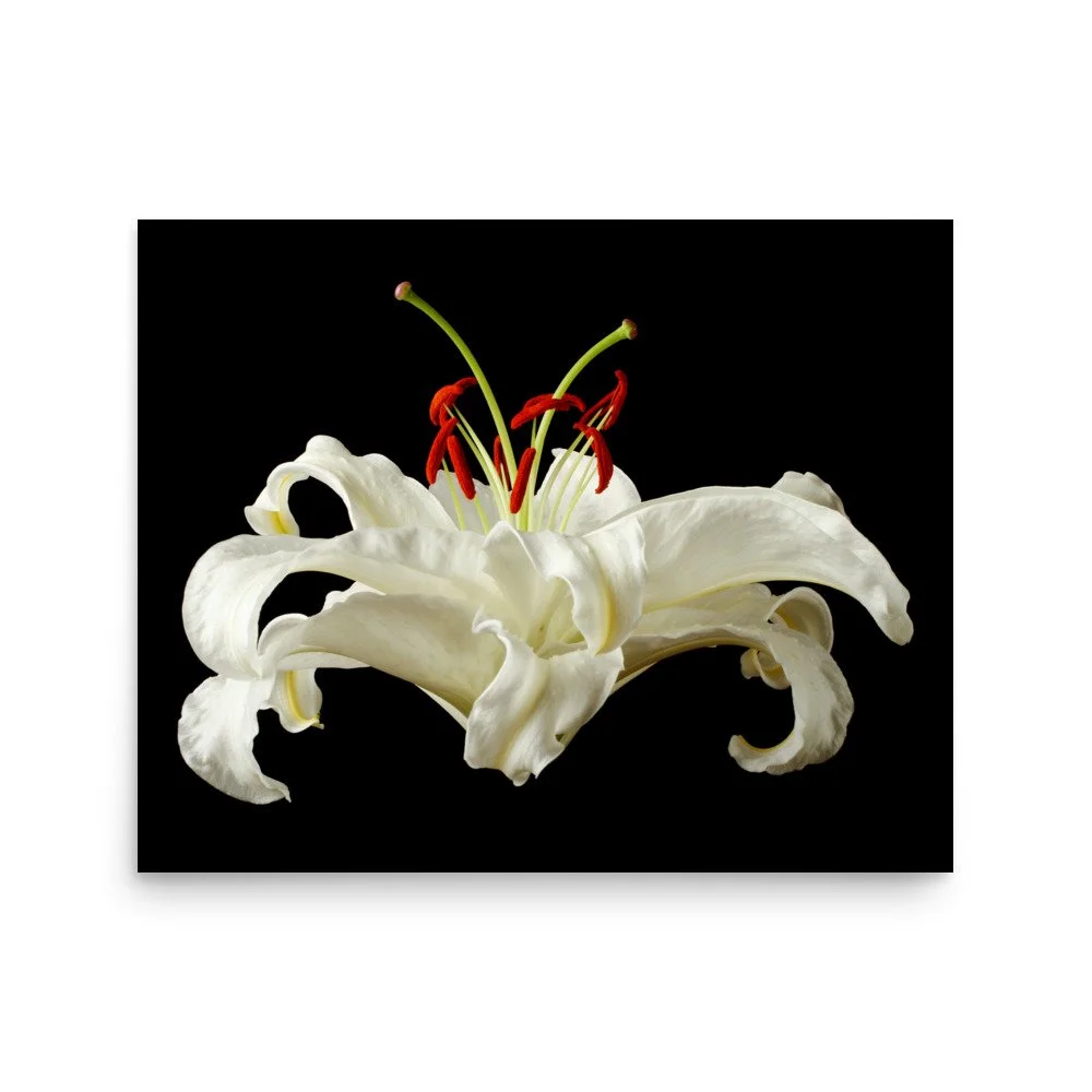 enhanced-matte-paper-poster-(in)-16x20-front-6a8a07fd01600.jpg