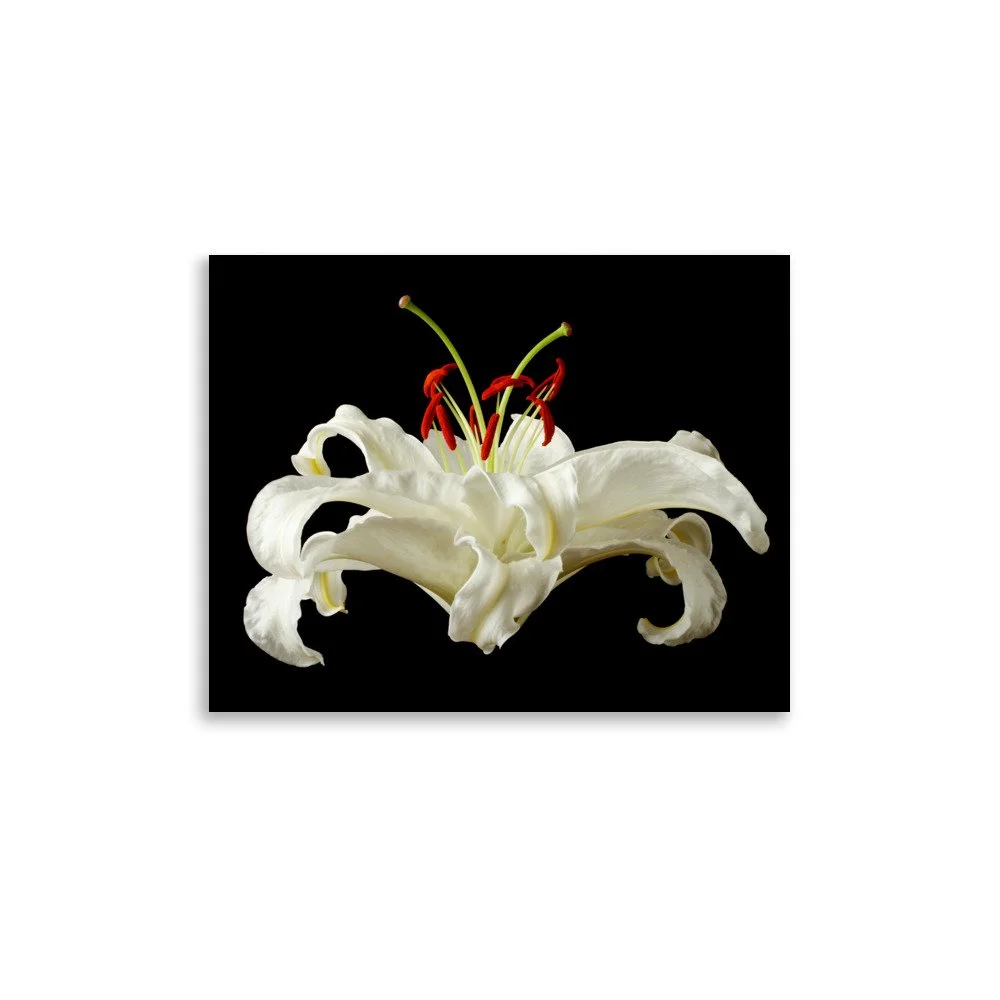 enhanced-matte-paper-poster-(in)-11x14-front-6a8a07fd02262.jpg
