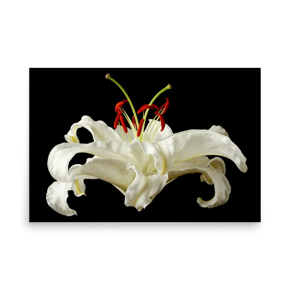 enhanced-matte-paper-poster-(in)-24x36-front-6a8a07fd0230d.jpg