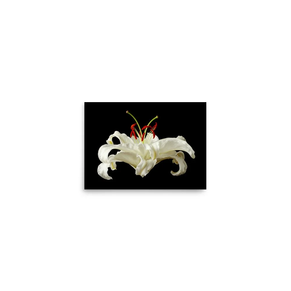 enhanced-matte-paper-poster-(in)-5x7-front-6a8a07fd02378.jpg