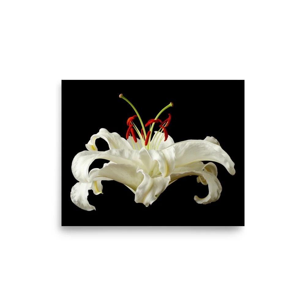 enhanced-matte-paper-poster-(in)-8x10-front-6a8a07fd023b7.jpg