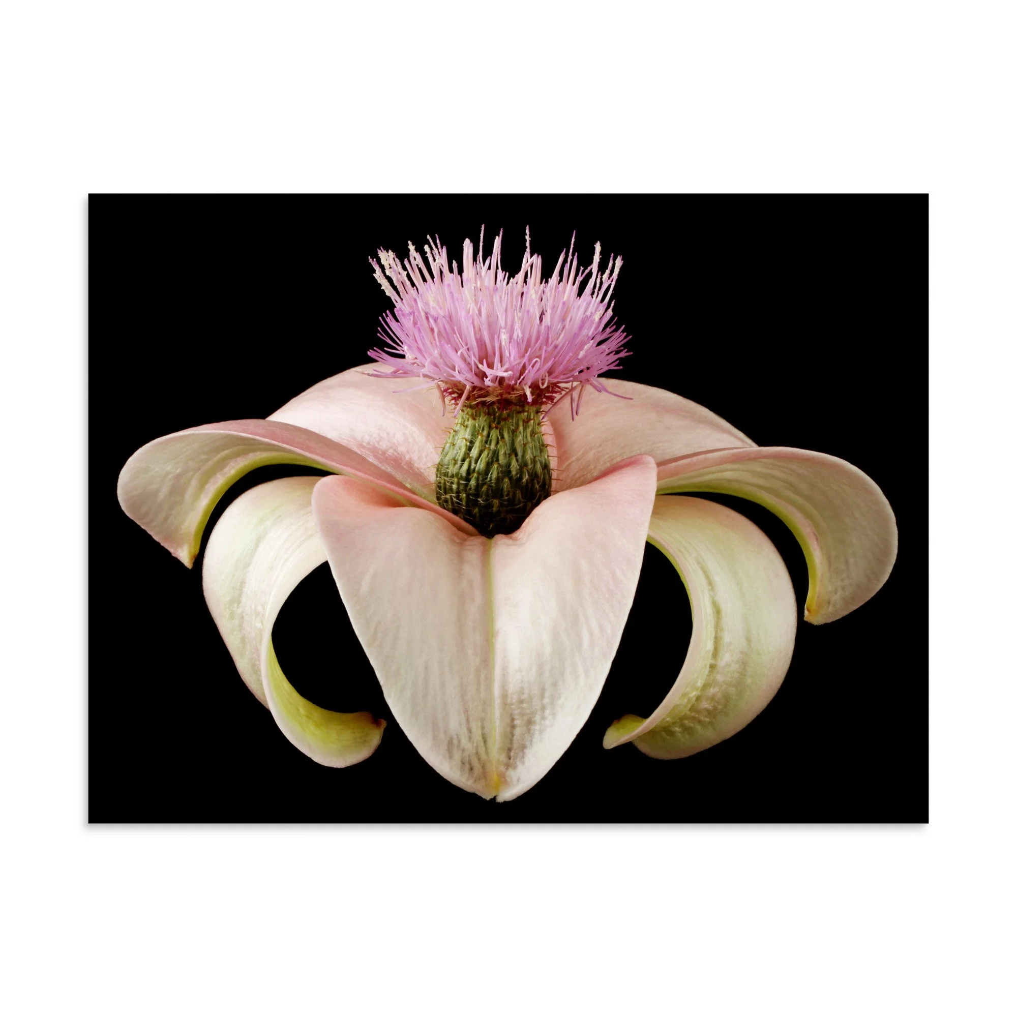 enhanced-matte-paper-poster-(in)-30x40-front-6a8a1441a877c.jpg