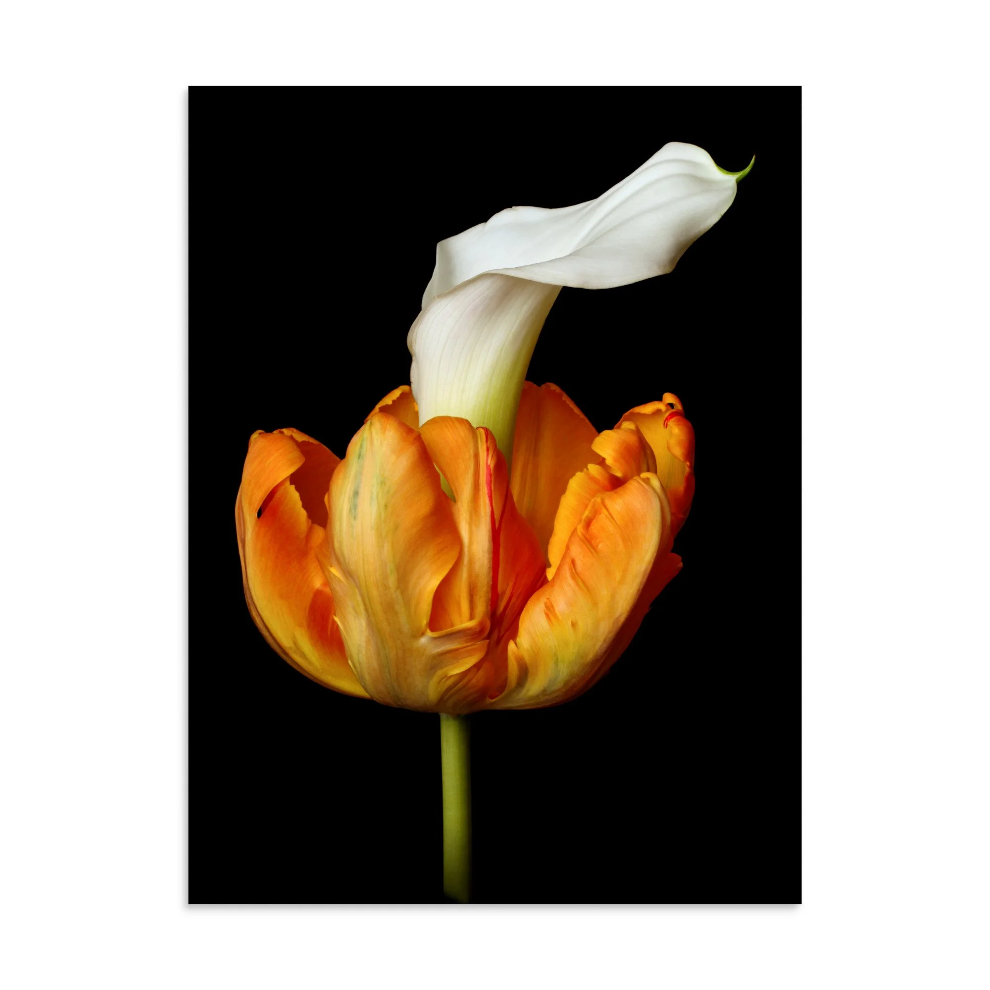 enhanced-matte-paper-poster-(in)-30x40-front-6a8ad41226905.jpg