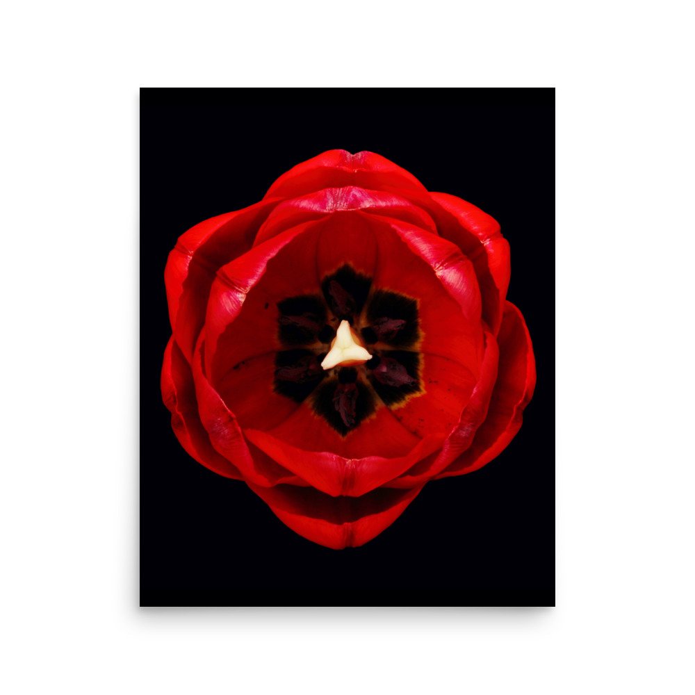 enhanced-matte-paper-poster-(in)-16x20-front-6a8adf4f0b339.jpg