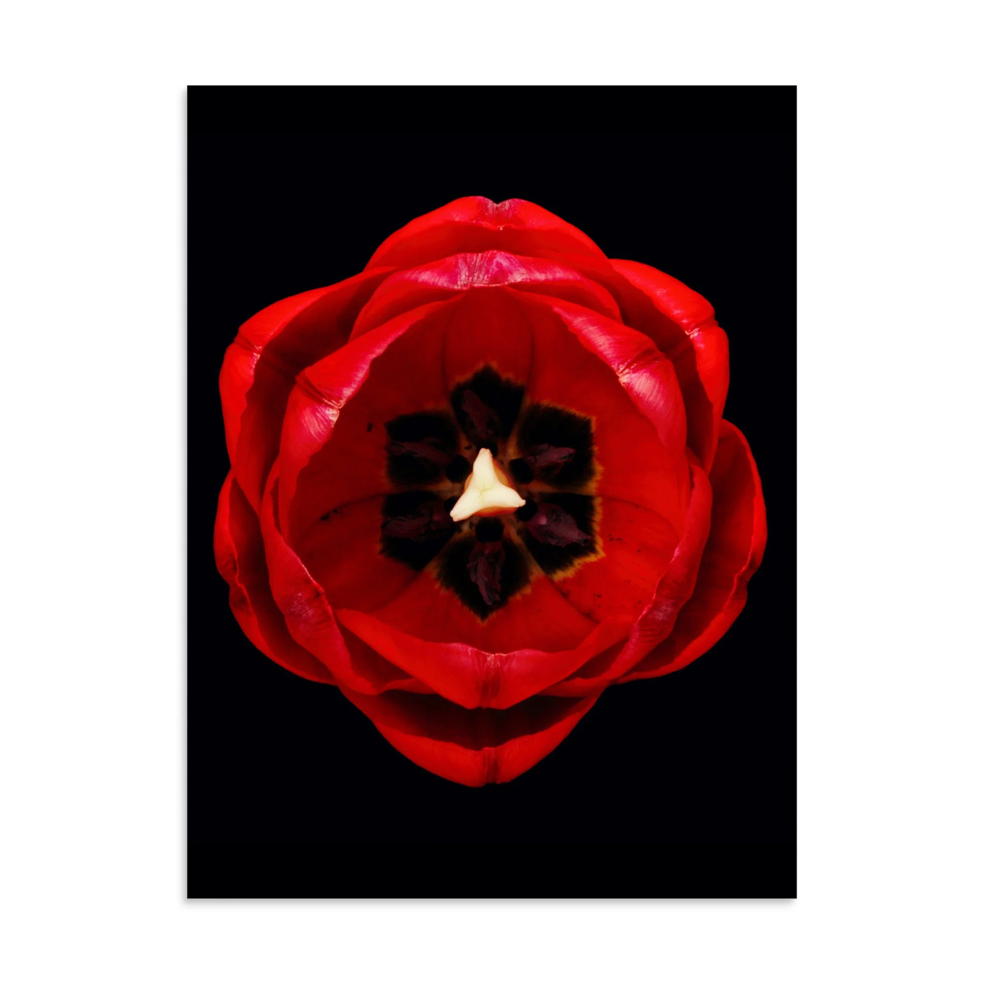 enhanced-matte-paper-poster-(in)-30x40-front-6a8adf4f0bc3c.jpg
