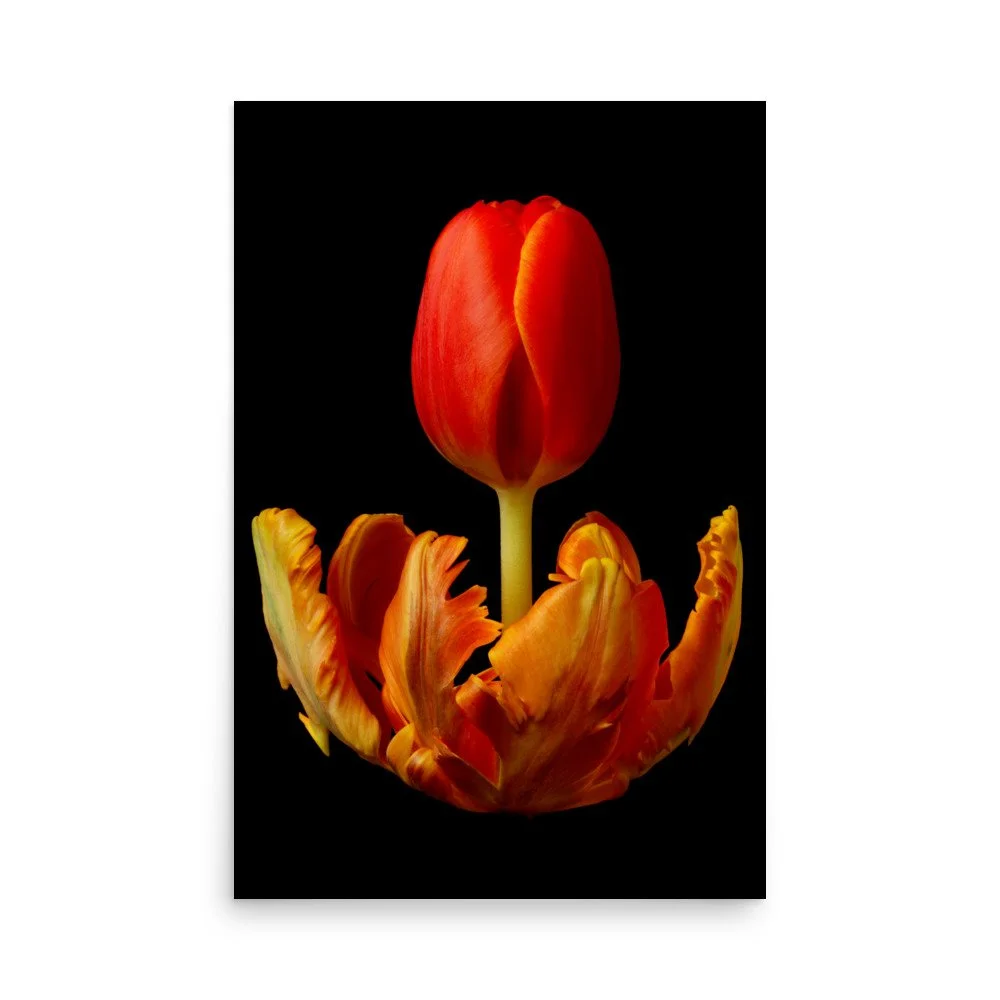 enhanced-matte-paper-poster-(in)-24x36-front-6a8ae3558b6c9.jpg