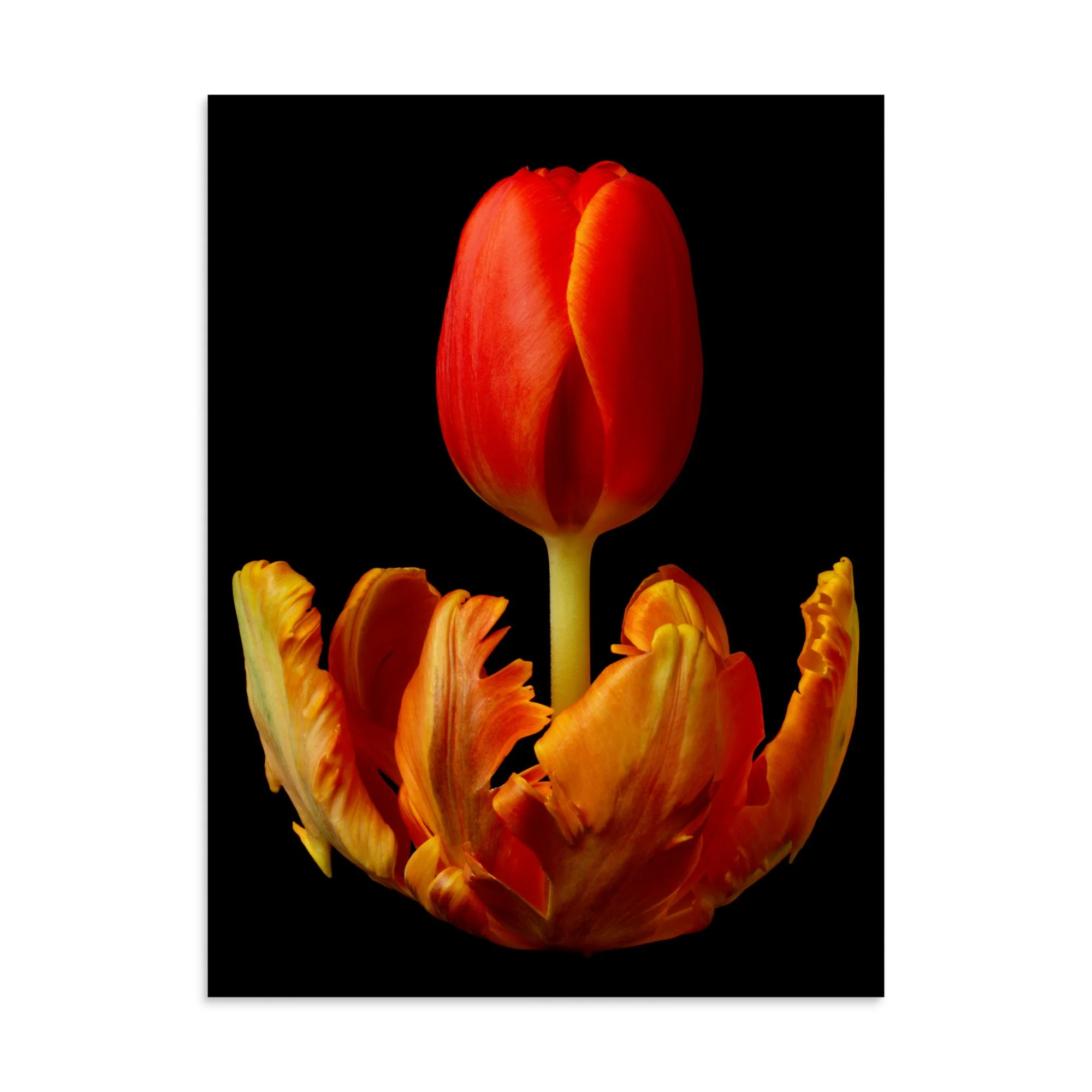 enhanced-matte-paper-poster-(in)-30x40-front-6a8ae3558b712.jpg