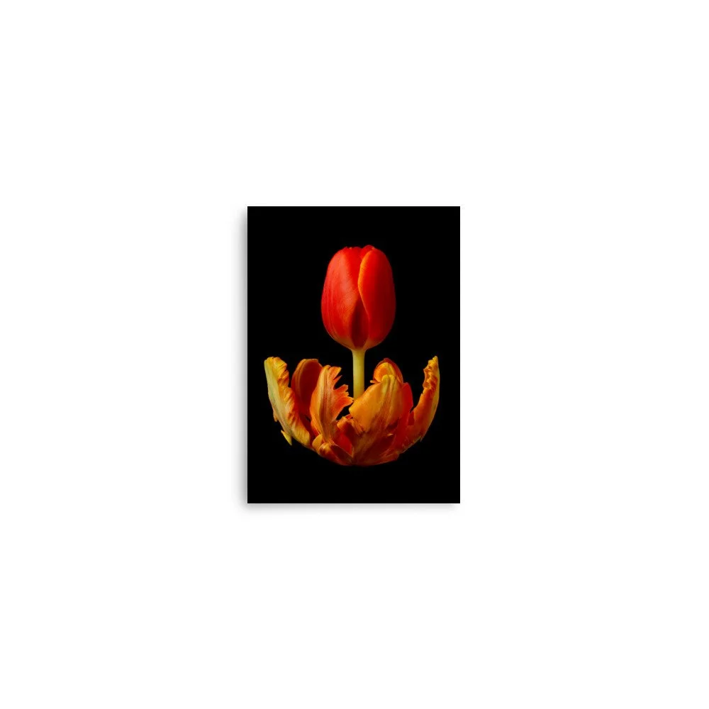 enhanced-matte-paper-poster-(in)-5x7-front-6a8ae3558b730.jpg