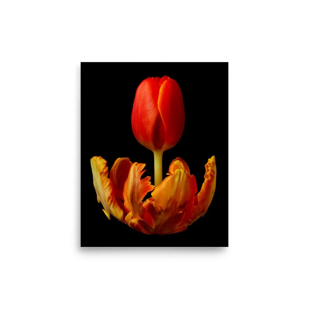 enhanced-matte-paper-poster-(in)-8x10-front-6a8ae3558b770.jpg