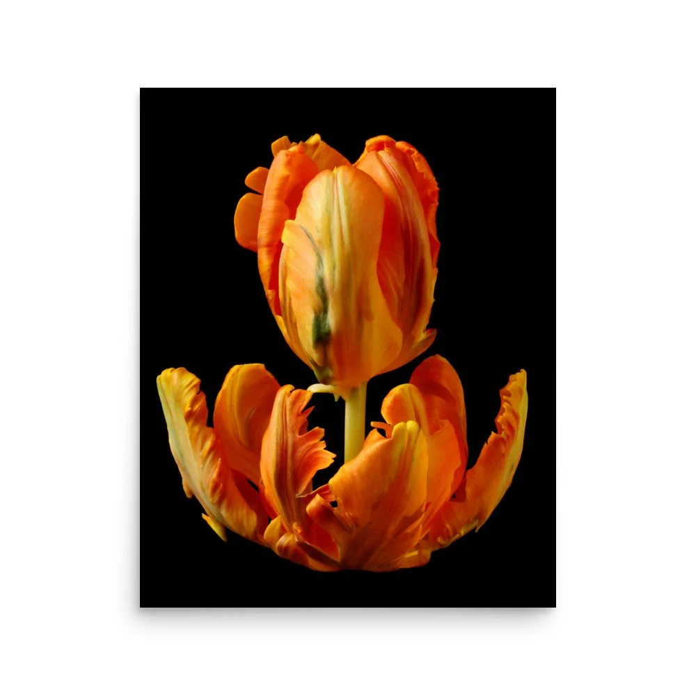 enhanced-matte-paper-poster-(in)-16x20-front-6a8aeb284a293.jpg