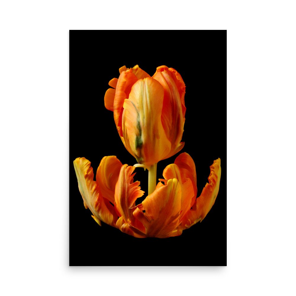 enhanced-matte-paper-poster-(in)-24x36-front-6a8aeb284b11f.jpg