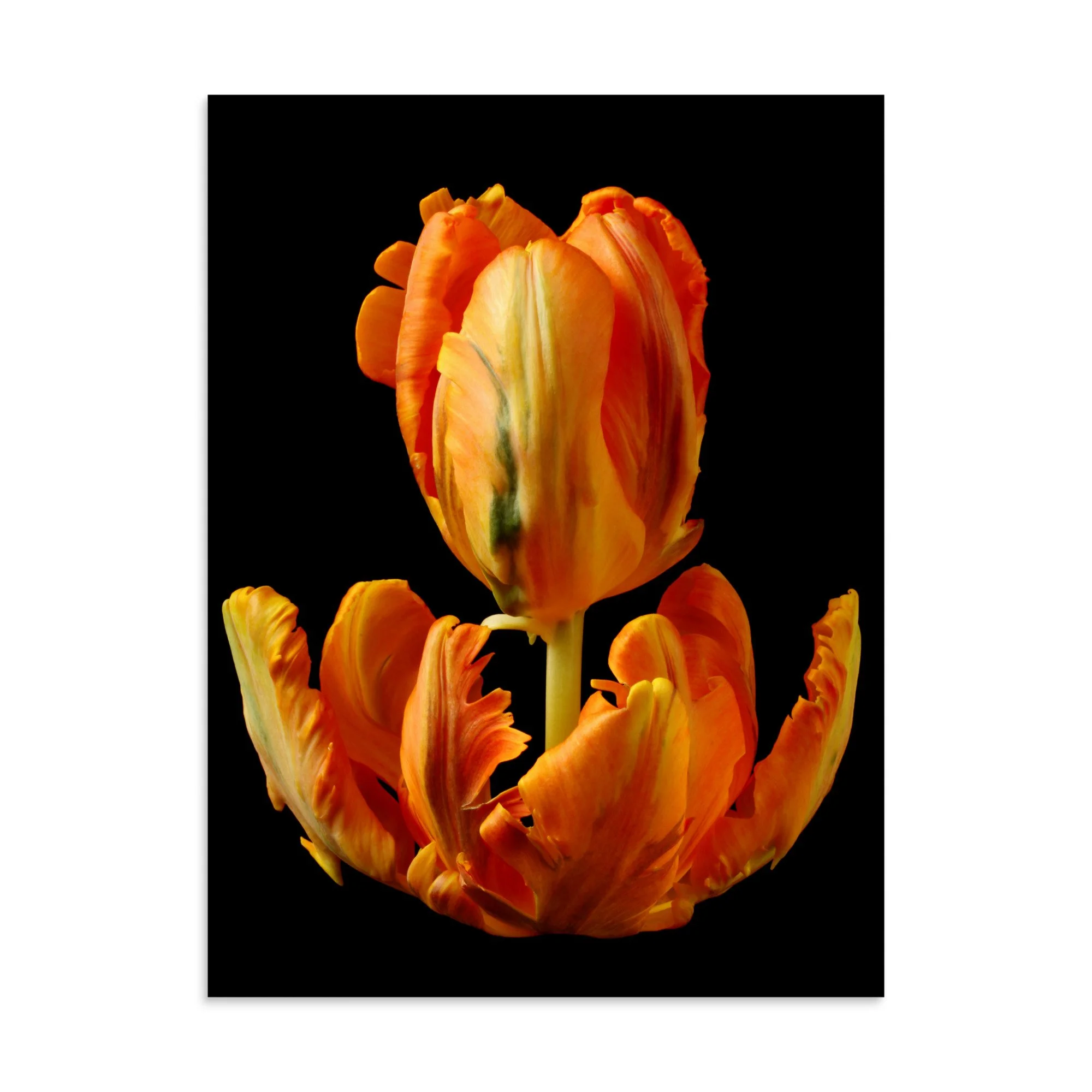 enhanced-matte-paper-poster-(in)-30x40-front-6a8aeb284b170.jpg
