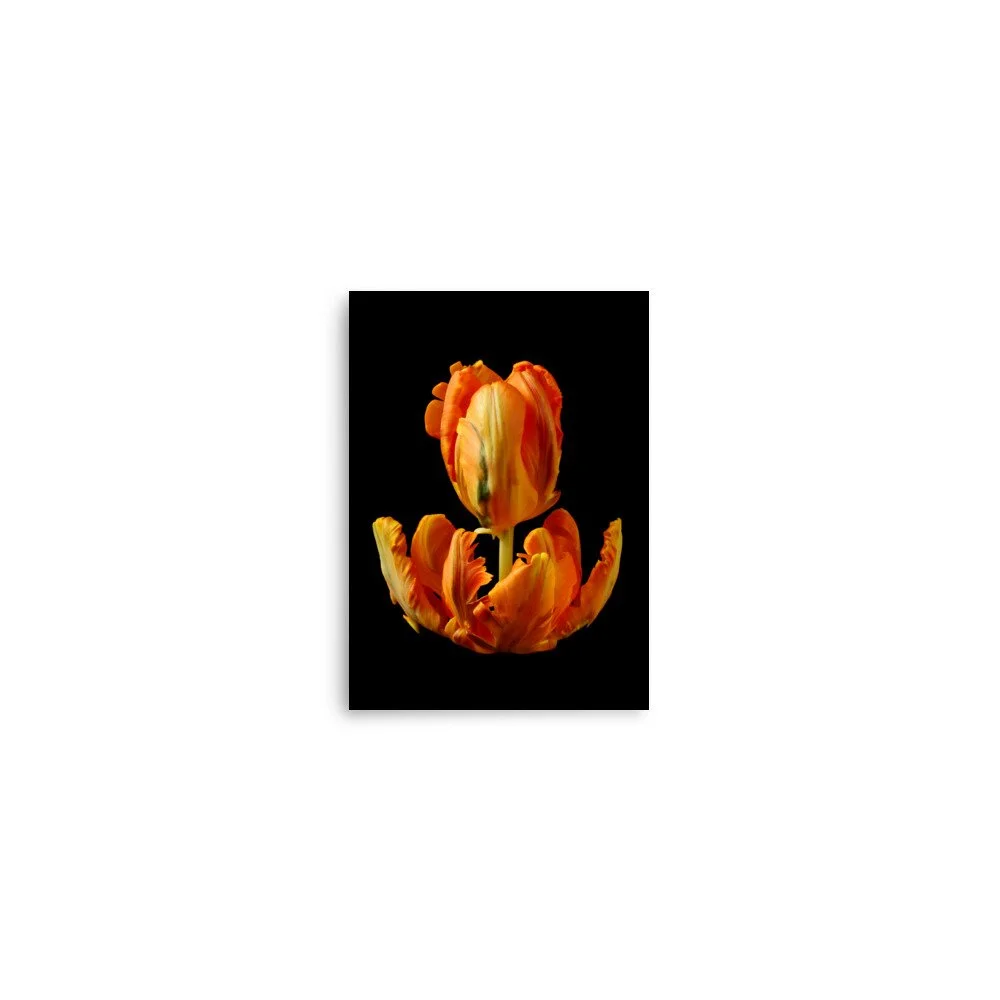 enhanced-matte-paper-poster-(in)-5x7-front-6a8aeb284b190.jpg