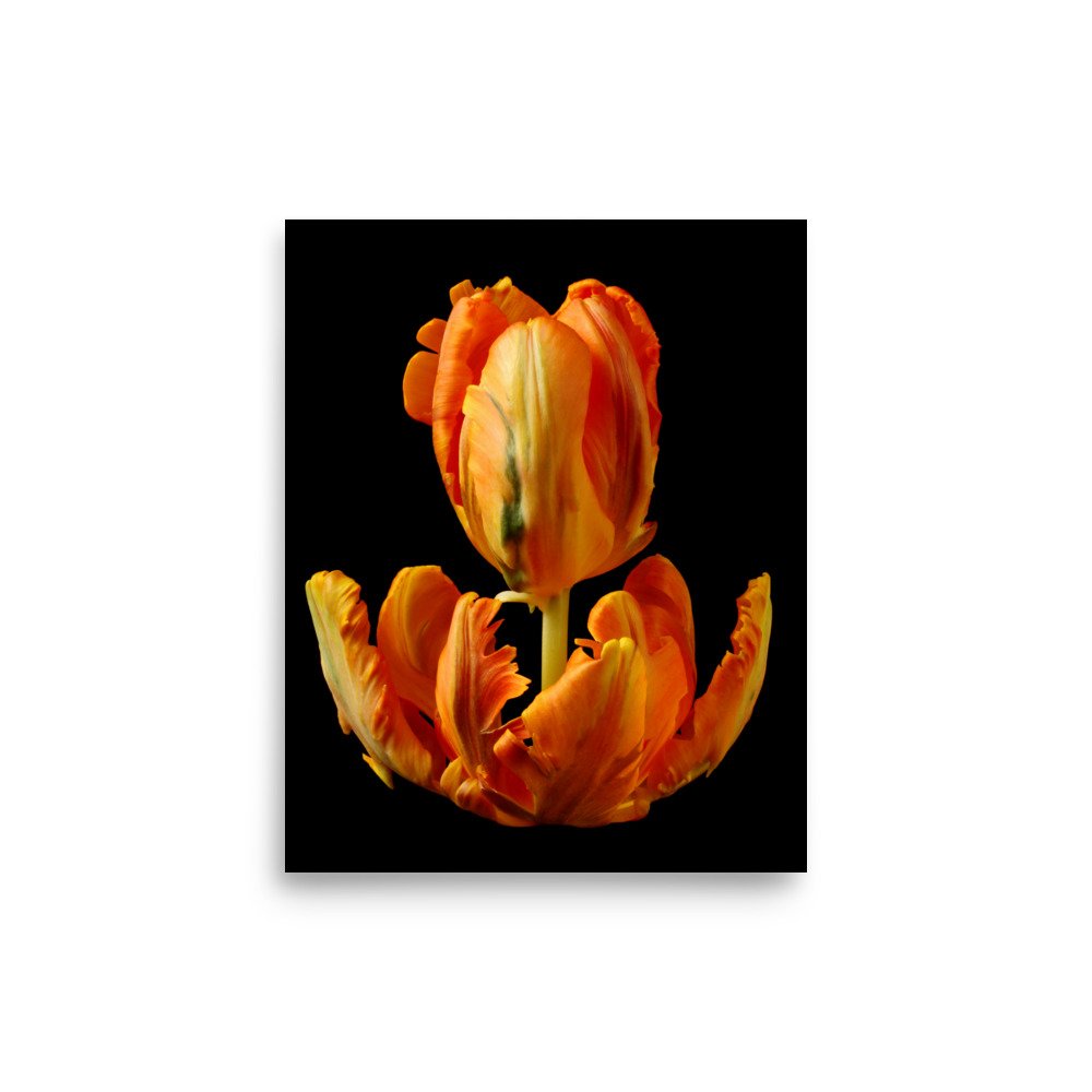 enhanced-matte-paper-poster-(in)-8x10-front-6a8aeb284b1ce.jpg