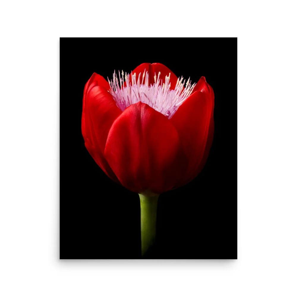 enhanced-matte-paper-poster-(in)-16x20-front-6a8b0768ed0d6.jpg