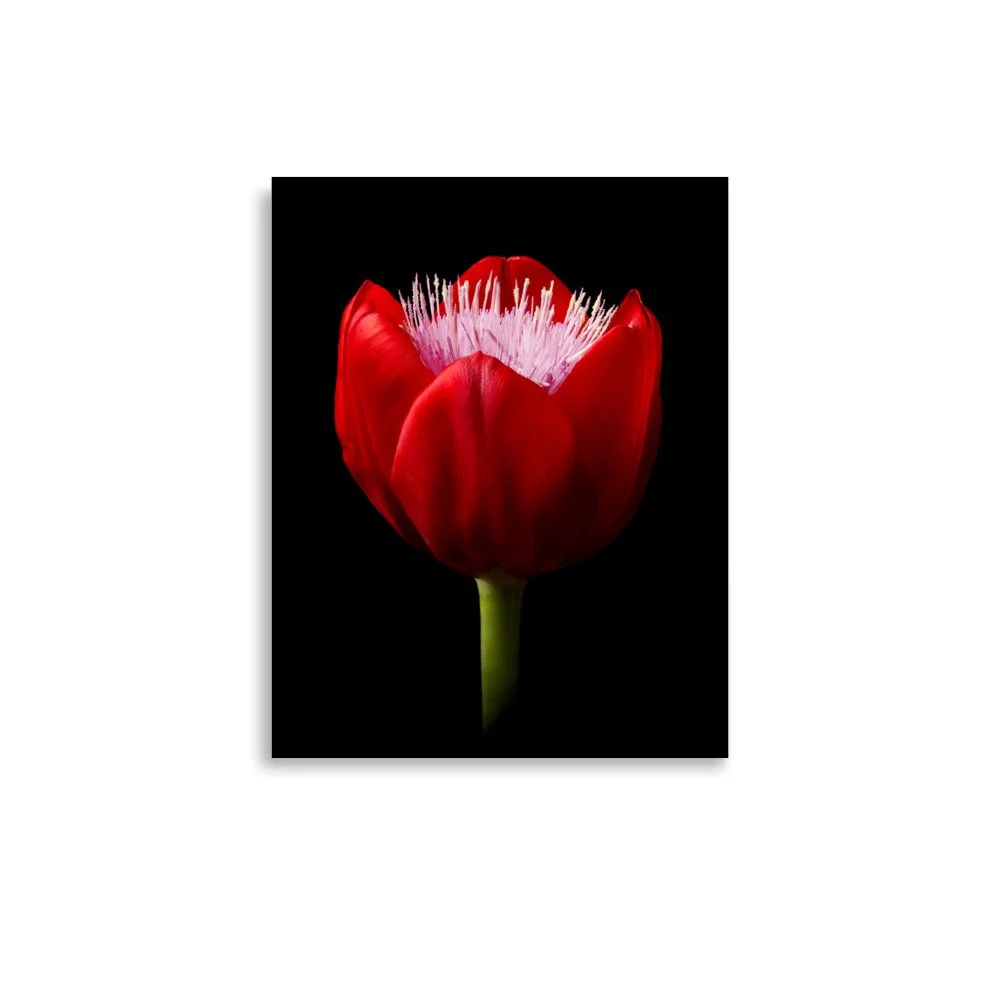 enhanced-matte-paper-poster-(in)-11x14-front-6a8b0768ed95a.jpg