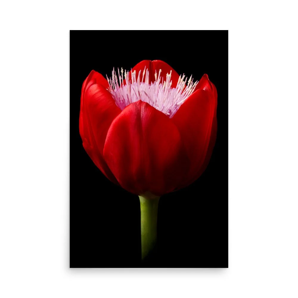 enhanced-matte-paper-poster-(in)-24x36-front-6a8b0768ed9b6.jpg