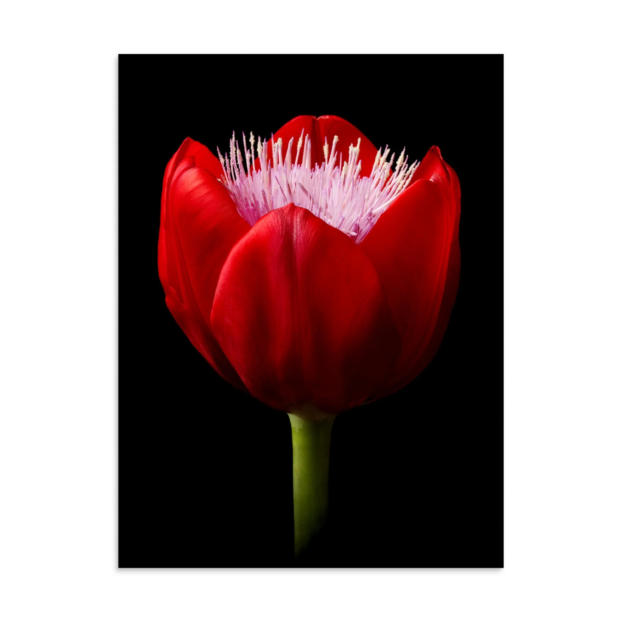 enhanced-matte-paper-poster-(in)-30x40-front-6a8b0768ed9e7.jpg