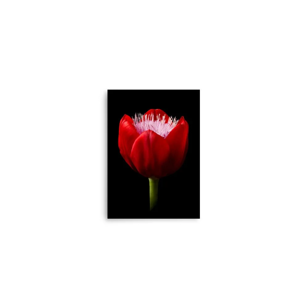 enhanced-matte-paper-poster-(in)-5x7-front-6a8b0768eda02.jpg