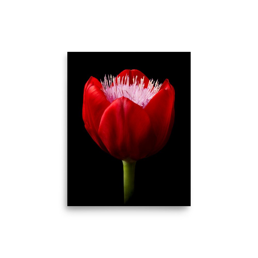 enhanced-matte-paper-poster-(in)-8x10-front-6a8b0768eda2d.jpg