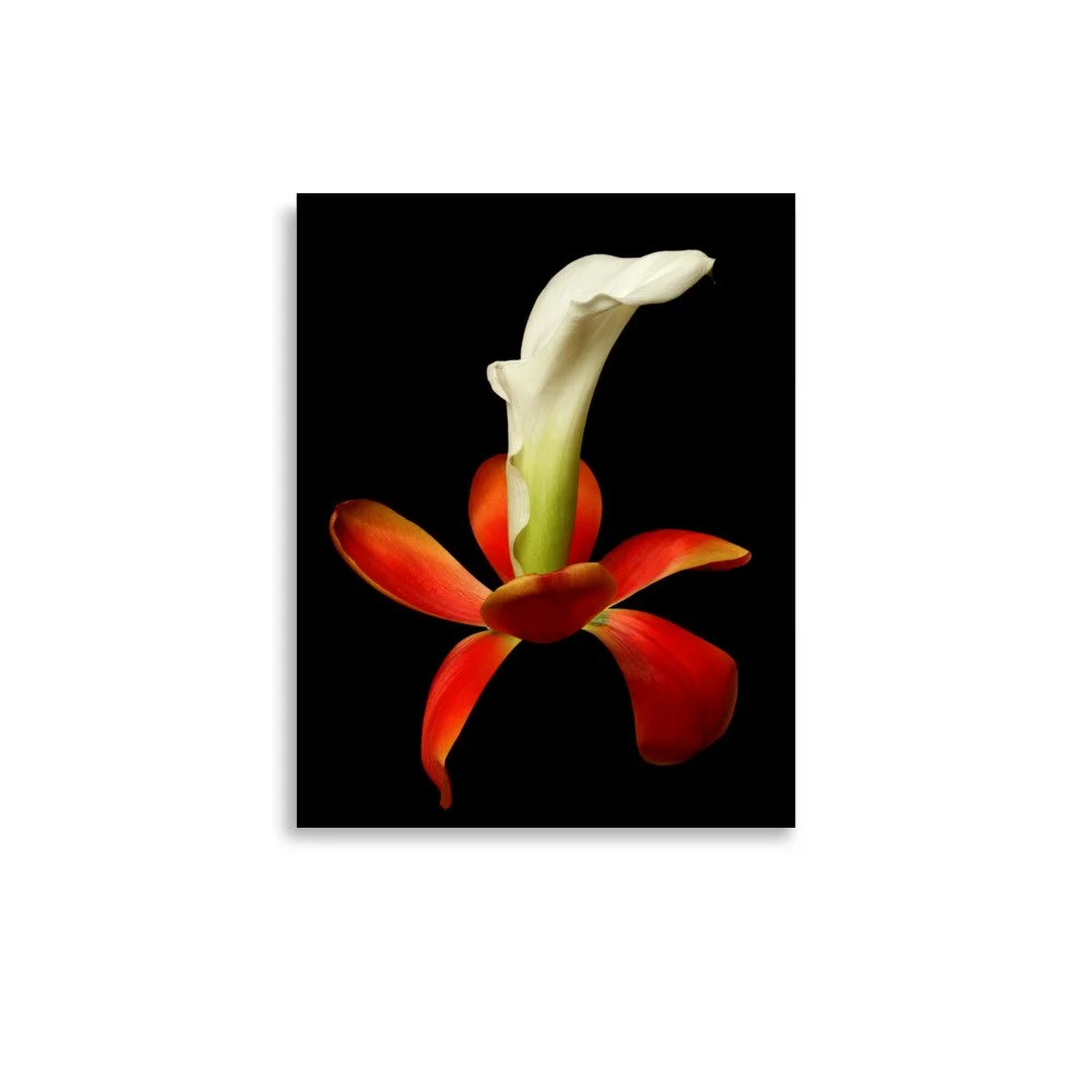 enhanced-matte-paper-poster-(in)-11x14-front-6a8b0e3375c8c.jpg