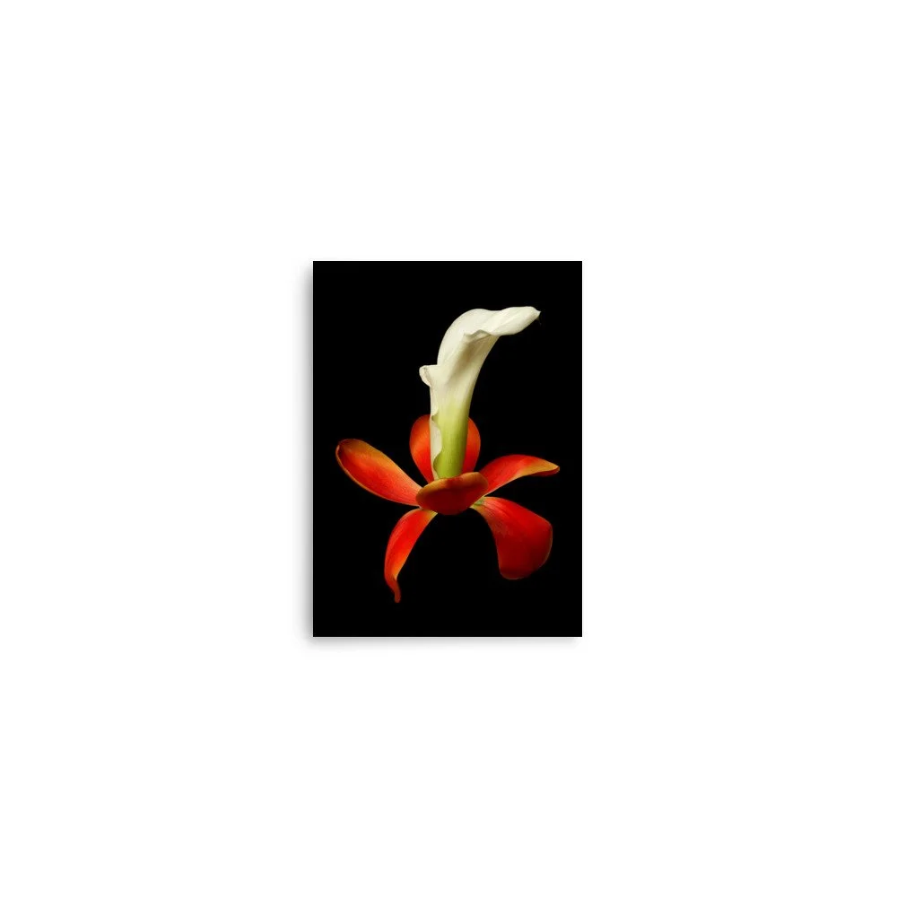 enhanced-matte-paper-poster-(in)-5x7-front-6a8b0e3375d78.jpg