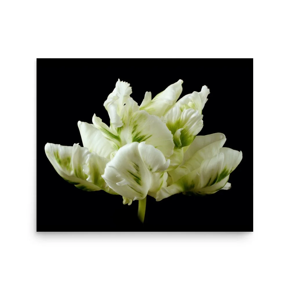 enhanced-matte-paper-poster-(in)-16x20-front-6a8dfbb1d0ed7.jpg