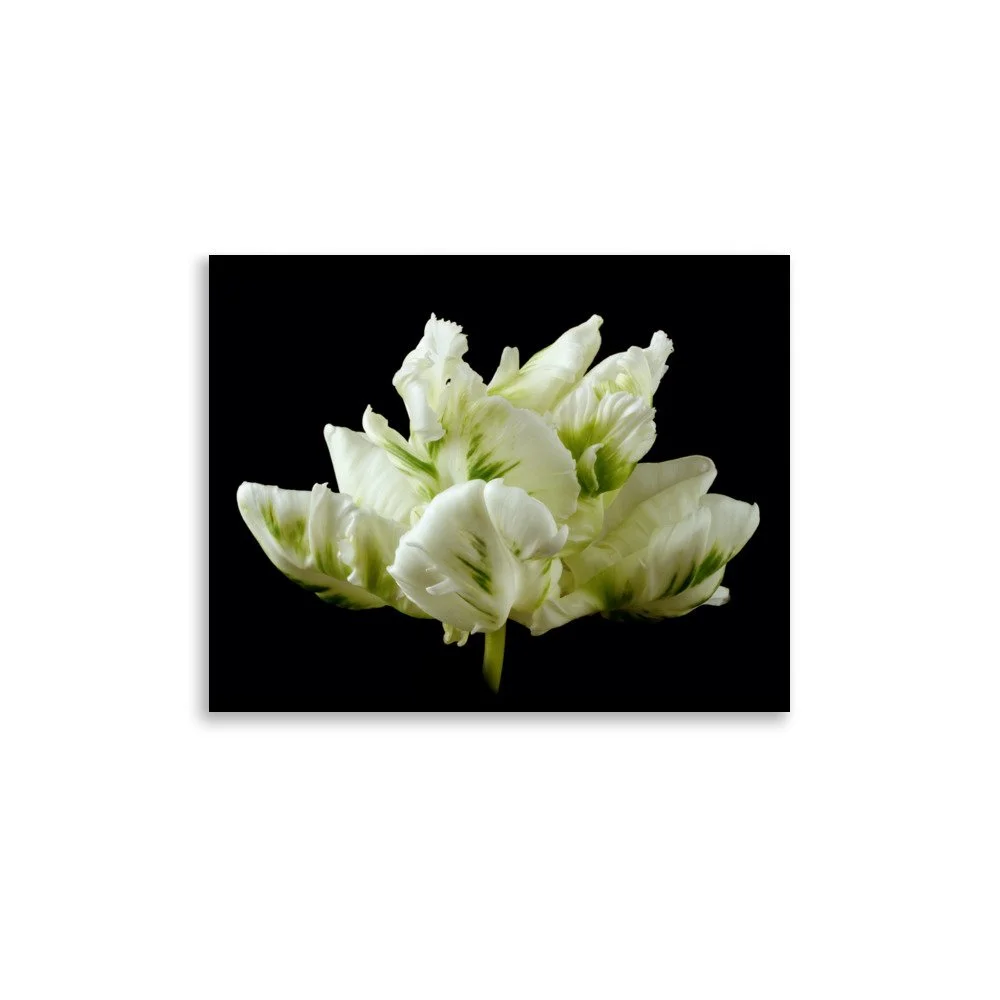 enhanced-matte-paper-poster-(in)-11x14-front-6a8dfbb1d272a.jpg