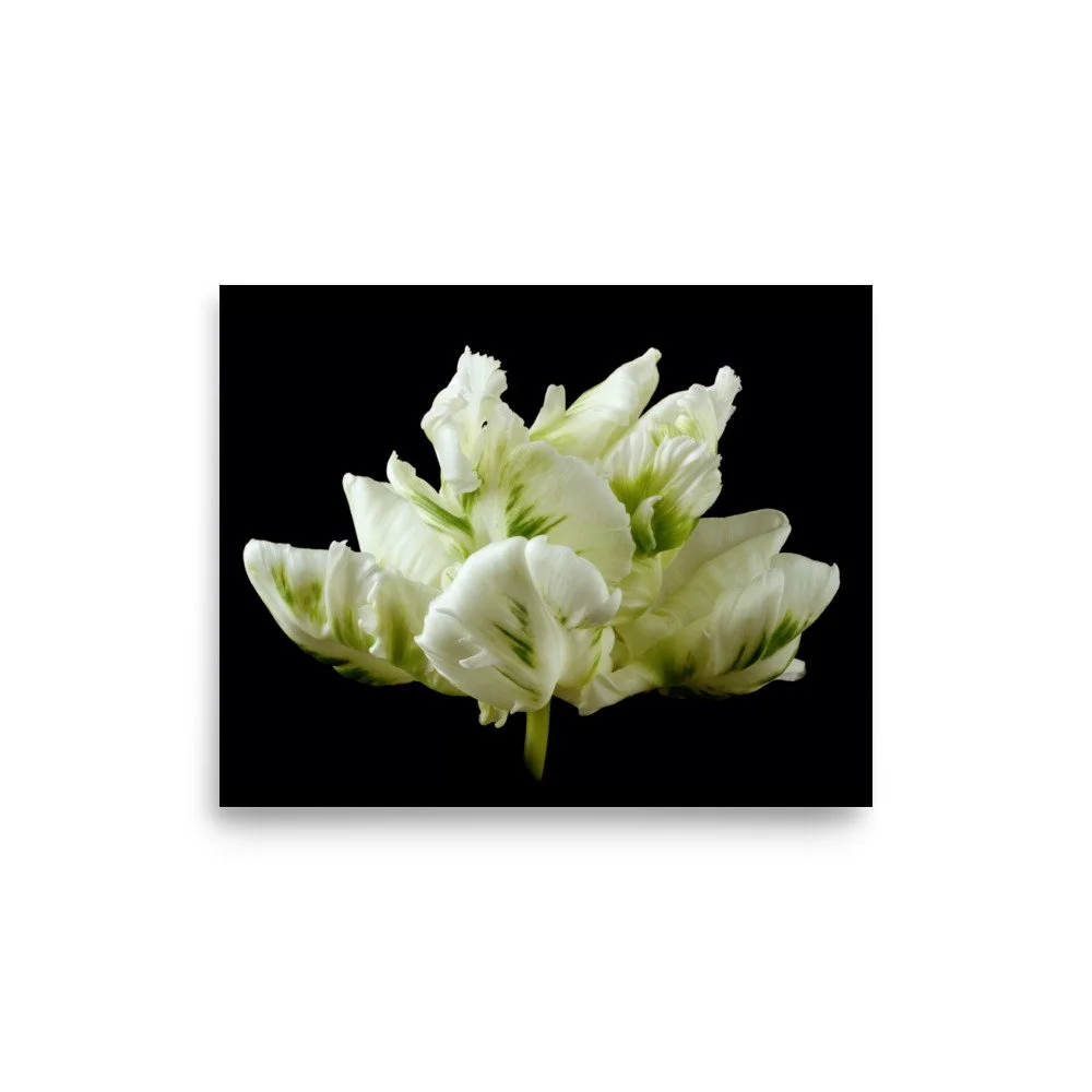 enhanced-matte-paper-poster-(in)-8x10-front-6a8dfbb1d2852.jpg
