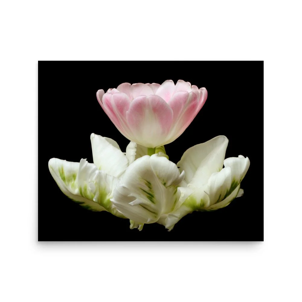 enhanced-matte-paper-poster-(in)-16x20-front-6a8f661b24d94.jpg