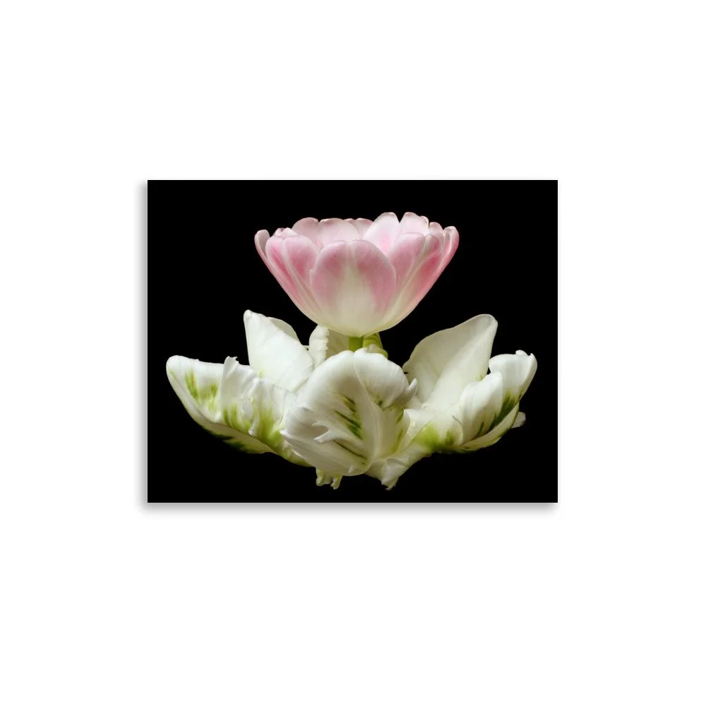 enhanced-matte-paper-poster-(in)-11x14-front-6a8f661b254da.jpg