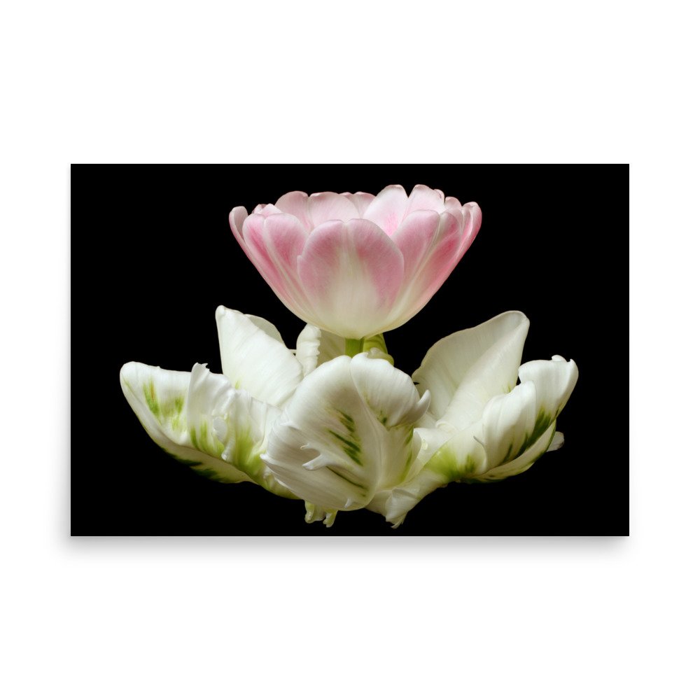 enhanced-matte-paper-poster-(in)-24x36-front-6a8f661b25559.jpg