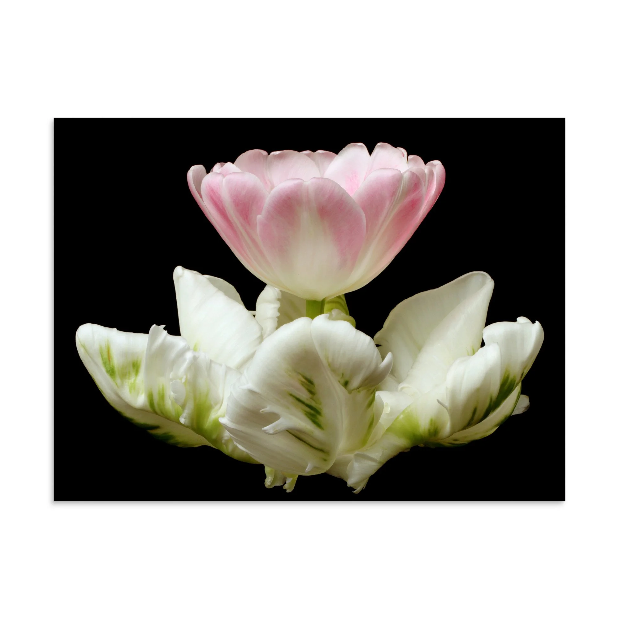 enhanced-matte-paper-poster-(in)-30x40-front-6a8f661b255a0.jpg