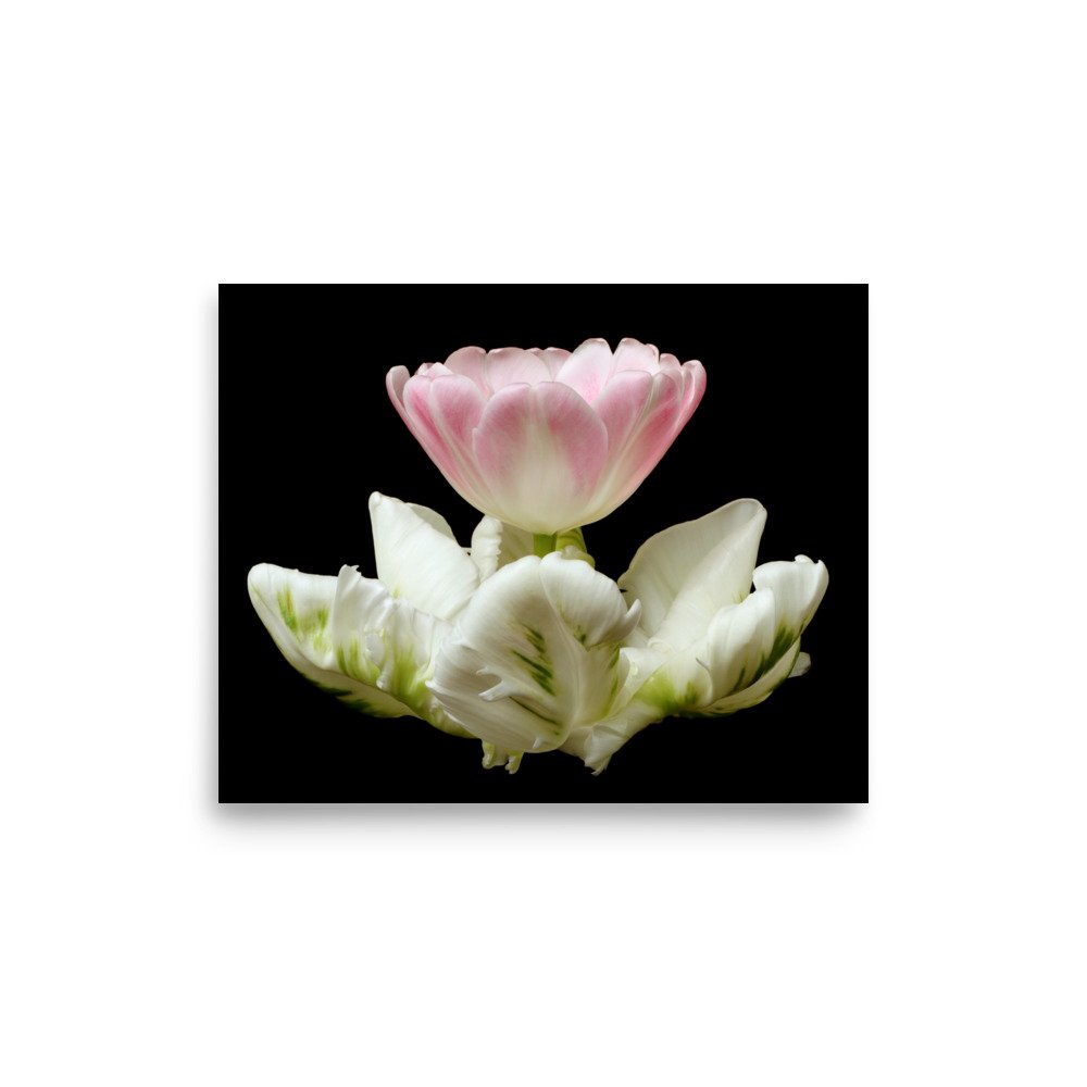 enhanced-matte-paper-poster-(in)-8x10-front-6a8f661b255fc.jpg