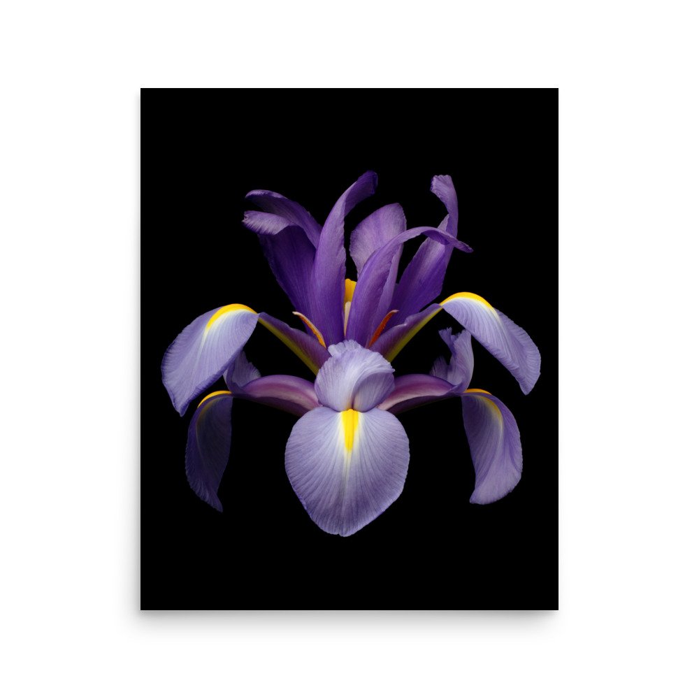 enhanced-matte-paper-poster-(in)-16x20-front-6a8f845b59cf8.jpg